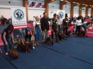 Die Teilnehmer der Internationalen Hundeausstellung 2015 in Innsbruck - Klub Dachsbracke