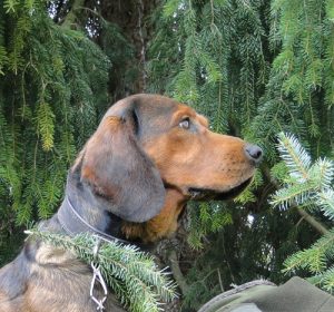 Dachsbracke Erscheinungsbild