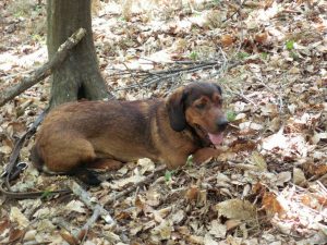 Junghund beim Ablegen