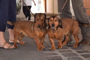 Übungstag Seitenstetten 2016