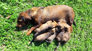Lessi von Niederhart mit ihren Welpen