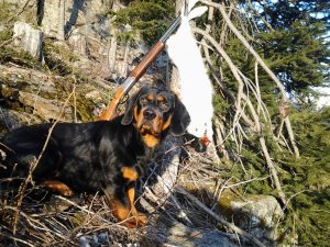 Arco von der Hochasteralm; Besitzer und Führer: Alois Juen, Züchter: Reinhard Wille