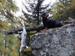 Biala nach erfolgreicher Brackade