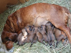 Cessy von der Brendlwiesen mit Ihren Welpen von Pritschon