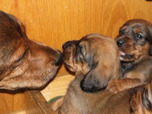 Cessy von der Brendlwiesen mit Ihren Welpen von Pritschon