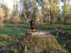 Dora von der Hochasteralm