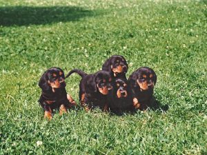 Welpen vom Wachkogel