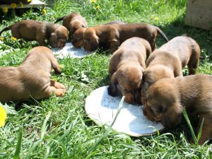 die Welpen vom Zwinger „von Pritschon“ beim täglichen Mahl