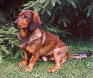 FCI Standard Farbschlag hirschrot - (c) Klub Dachsbracke