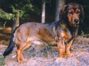 FCI Standard Farbschlag hirschrot, schwarz gestichelt - (c) Klub Dachsbracke