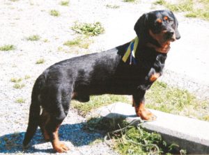 FCI Standard Farbschlag schwarz mit braunem Brand (Vieräugl)