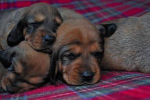 Foto: Maurizio Orlando