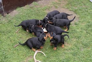 B-Wurf von der Hochasteralm, B. Reinhard Wille