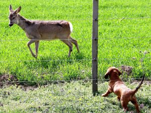 Erste Begegnungen - Nora von der Kesselwand - Hundeführer und Besitzer: Erich Dreier aus der Schweiz