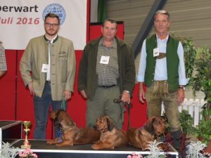 Dachsbracken im Ehrenring bei der IHA in Oberwart 2016