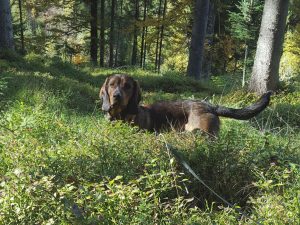 Corry vom Salzatal bei der Arbeit - Besitzer und Hundeführer: Peter Kreutner