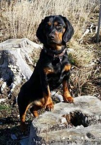 Djina vom Kalkberg - Hundeführer und Besitzer: Dr. Hanno Zanier