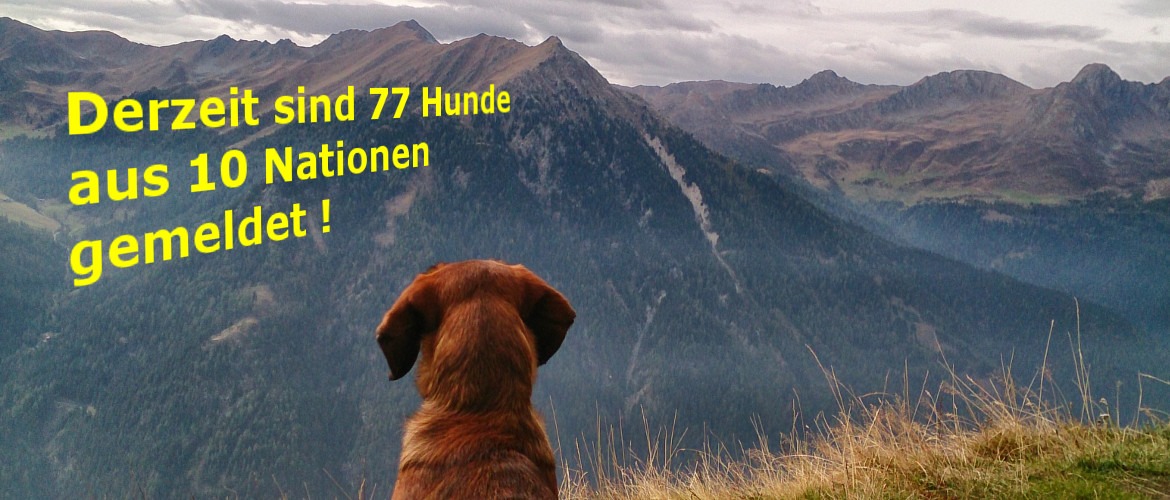 Internationale Zuchtschau für Alpenländische Dachsbracken vom 26.-27.05.2017 in Radstadt