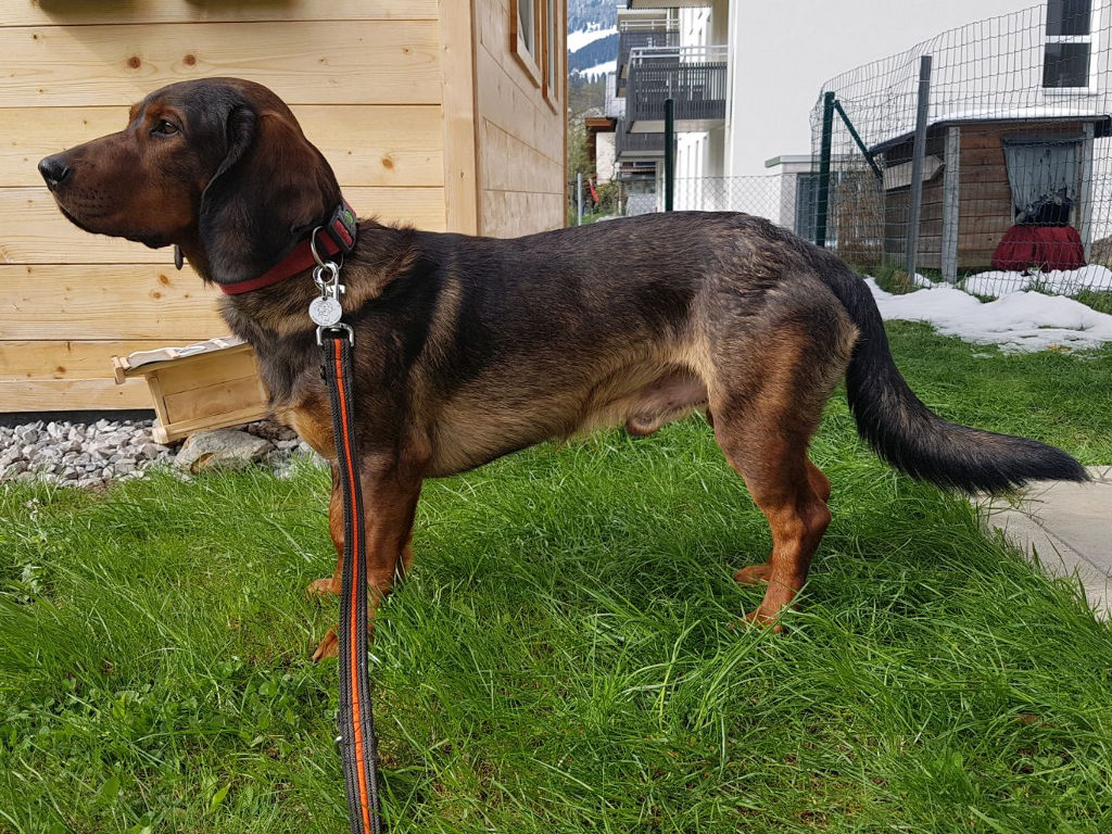 Deckrüde Corry vom Salzatal