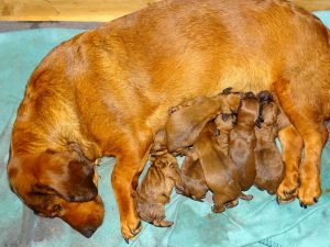 Emma von Pritschon mit Welpen