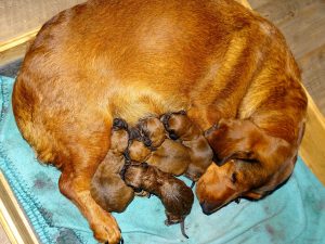 Emma von Pritschon mit Welpen