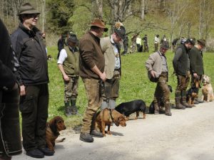 Klub Dachsbracke - Jagdhundevorführung 2017