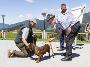 Klub Dachsbracke – Internationale Jagdhunde Zuchtschau 2017