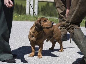 Dachsbracke – Internationale Jagdhunde Zuchtschau 2017