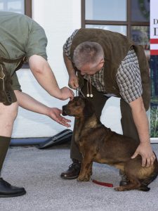 Ein Jagdhund war mit der Bewertung nicht einverstanden und biss den Richter - Klub Dachsbracke