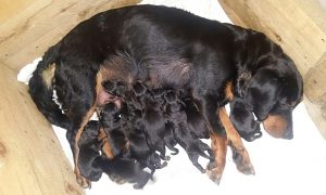 Bessy vom Zirmegg mit ihren Welpen - Klub Dachsbracke