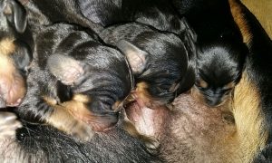 Hochbetrieb an der Tankstelle