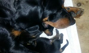 Bessy vom Zirmegg mit ihren Welpen – Klub Dachsbracke