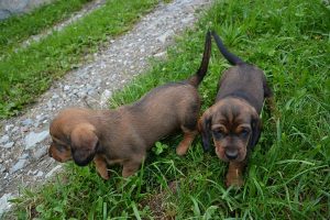 Welpen vom Spatzberg - Klub Dachsbracke