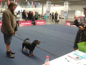 Josef Gruber mit Rudi vom Feistritzgraben - Internationale Hundeausstellung 2017 in Innsbruck - (c) Klub Dachsbracke