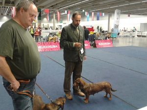 Internationale Hundeausstellung 2017 in Innsbruck - (c) Klub Dachsbracke