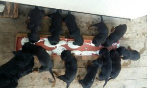 Die ganze Mannschaft mit Bessy beim fressen