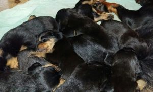 gemeinsames Schläfchen nach dem fressen