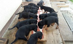 Welpen beim Frühstück – Klub Dachsbracke