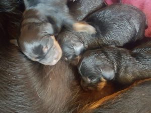 Nach der Nahrungsaufnahme ...