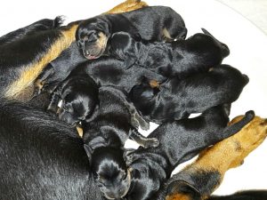 Bora vom Zirmegg mit ihren Welpen - Klub Dachsbracke