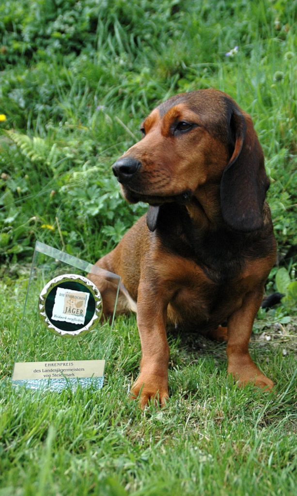 Aika von schwarzem Gift - 1.Platz bei der Schweissonderprüfung des Jagdgebrauchshundeklub Obersteiermark 2017 - Klub Dachsbracke