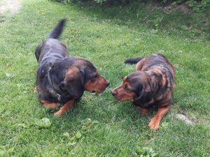 Daisy von Pritschon mit Nero von Feldsee - Klub Dachsbracke