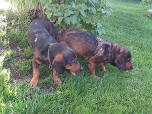 Daisy von Pritschon mit Nero von Feldsee - Klub Dachsbracke