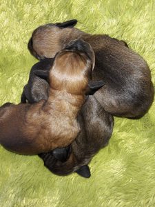 Welpen von Daisy von Pritschon – Klub Dachsbracke