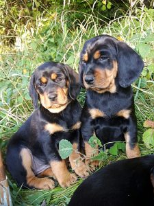 Welpen von Bora vom Zirmegg - Klub Dachsbracke