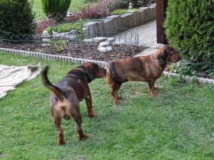 Caja vom Salzatal mit Condor od Paskarevica sa Homolja - Klub Dachsbracke