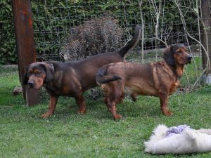 Caja vom Salzatal mit Condor od Paskarevica sa Homolja - Klub Dachsbracke