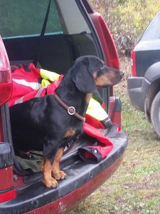 Jagdhund Djina vom Kalkberg bei der Schweißprüfung des Slowakischen Dachsbracken-Vereins 2017