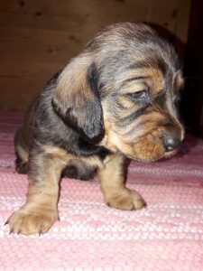 Welpen von Daisy von Pritschon – Klub Dachsbracke