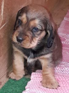 Welpen von Daisy von Pritschon – Klub Dachsbracke